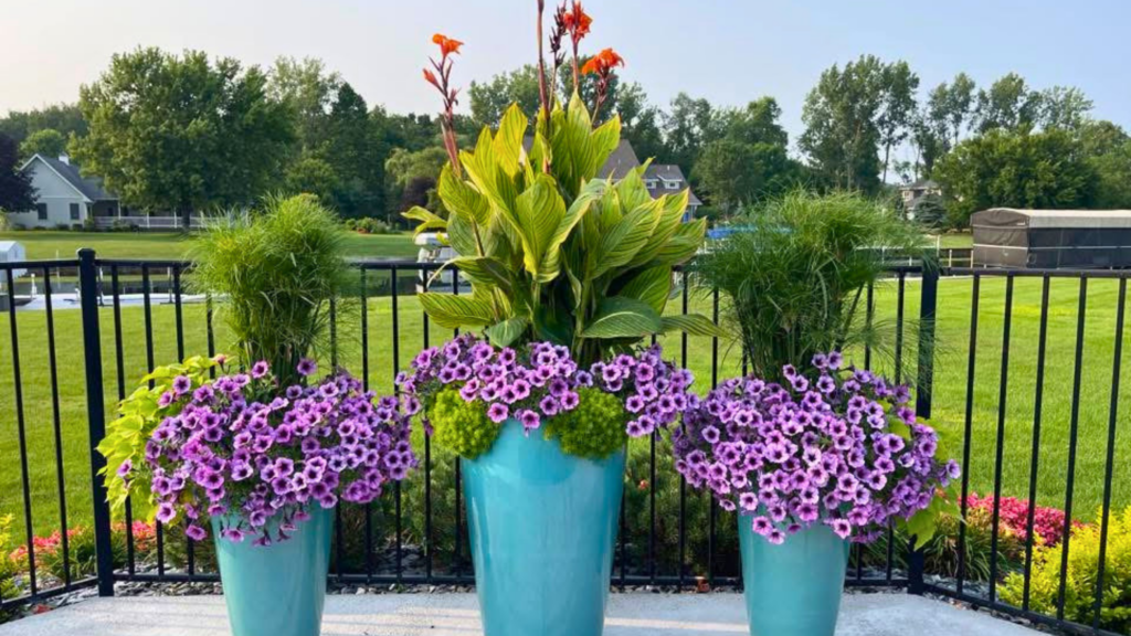 why supertunia bordeaux is one of my favorite flowers for summer containers .png